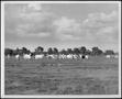 Primary view of [Photograph of a herd of predominantly Brahman cattle]