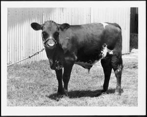 [Photograph of a black and white steer]