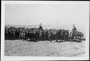 [Photograph of a herd of Santa Getrudis cattle]