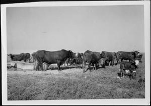 [Photograph of a herd of Santa Getrudis cattle in a pasture near a water trough]