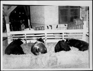 [Photograph of four Short Horn cattle owned by A.P. George]