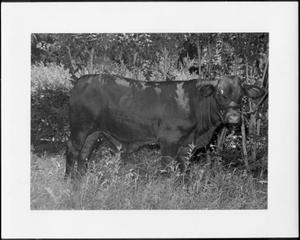 [Photograph of a steer standing in tall grass]
