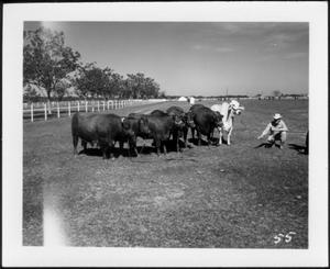 Primary view of object titled '[Photograph of six dark colored cattle and a Brahman]'.