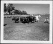 Photograph: [Photograph of six dark colored cattle and a Brahman]