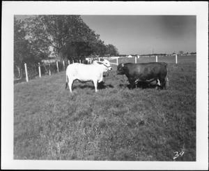 [Photograph of a Brahman facing a dark colored bull in a pasture]