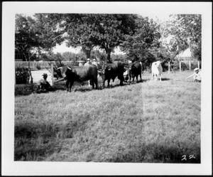 [Photograph of four cows in a pasture on the George Ranch]
