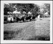 Photograph: [Photograph of four cows in a pasture on the George Ranch]
