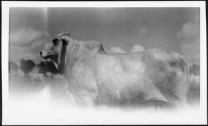 [Photograph of a Brahman cow in a pasture on the George Ranch]