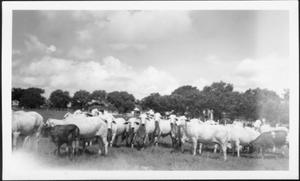 [Photograph of a herd of predominantly Brahman cattle]