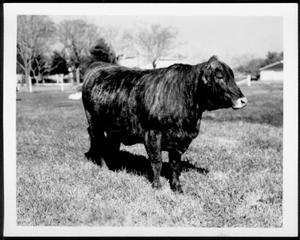 [Photograph of a "Hereford-Brahman Cross- in crimson clover pasture"]