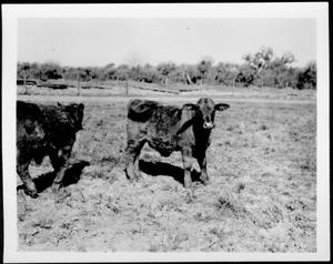 [Photograph of two calves in a pasture]