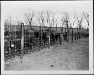 [Photograph of a small herd of cattle looking through the wire fence]