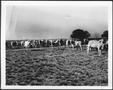 Primary view of [Photograph of a herd of Brahman cattle in a pasture]