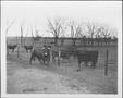 Primary view of [Photograph of a bull near a fence line]