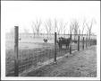 Primary view of [Photograph of six cattle in a pasture with extended fence line]