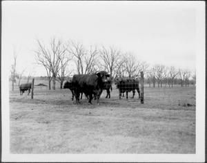 [Photograph of a bull in foreground pasture]