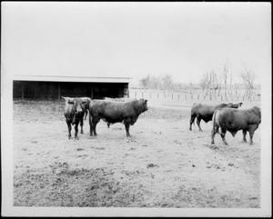 [Photograph of seven cows in a pasture]