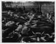 Thumbnail image of item number 1 in: 'Cattle Round Up On the Brown Ranch'.
