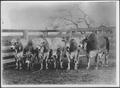 Photograph: [Photograph of six young Brahmans in the corner of a stock pen]
