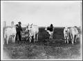 Photograph: [Photograph of six Brahman cattle in a pasture owned by the King Ranc…