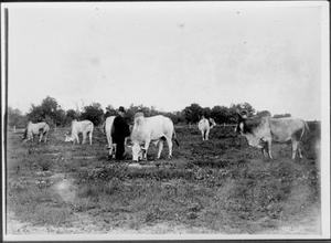 [Photograph of seven Brahman cattle grazing on pasture land belonging to the King Ranch]