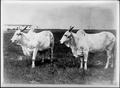 Primary view of [Photograph of two Brahmans]