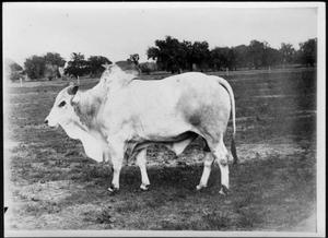 [Photograph of a Brahman bull - facing left]