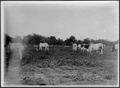 Photograph: [Photograph of nine Brahman cattle grazing on the King Ranch]