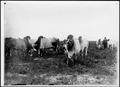 Photograph: [Photograph of eight Brahman cattle in a pasture on the King Ranch]
