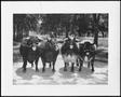 Photograph: [Photograph of four Santa Gertrudis cows standing on the driveway]