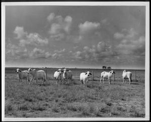 [Photograph of seven Brahman cows in a pasture on the George Ranch]