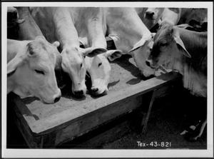 [Photograph of several Brahman cattle eating feed from a feeder]