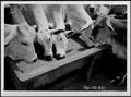 Primary view of [Photograph of several Brahman cattle eating feed from a feeder]