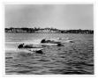 Primary view of [Speedboat Race]