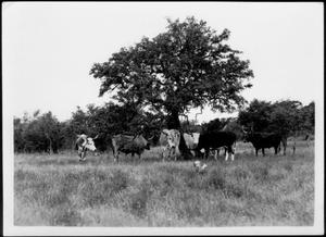 [Photograph of seven Longhorn cattle]