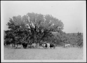 [Photograph of seven Longhorn cattle in a pasture]
