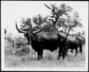 [Photograph of Longhorn cattle in a pasture]