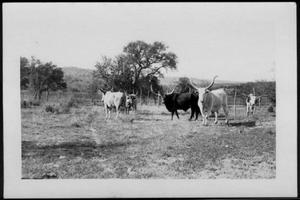 [Five Longhorn cattle in a pasture]