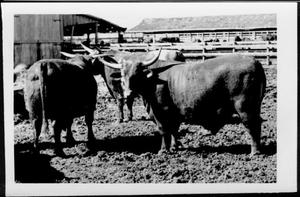 [Photograph of Santa Gertrudis steers in stock pens]