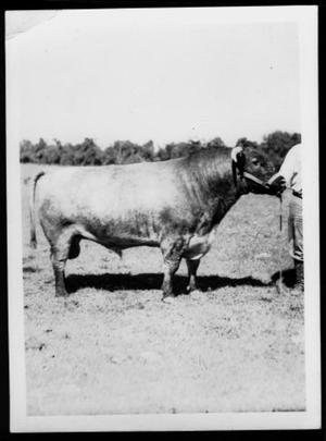 [Photograph of Santa Gertrudis bull]