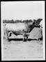 Primary view of [Photograph of Santa Gertrudis bull]