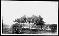 Photograph: [Two oak trees and a large body of water at Camp George]