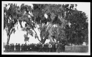 [Large group of men standing beneath moss covered oak trees at Camp George]