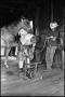 Photograph: [Graham Blacksmith Fitting Shoe for Horse]
