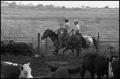 Photograph: [Men on Horses Herding Cattle]