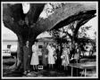 Photograph: [Two men and six women standing under a large oak tree]