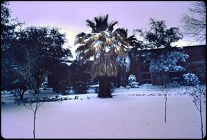 [Palm Tree in Snow]