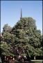 Photograph: [Oak Tree Outside of Church]