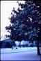 Thumbnail image of item number 1 in: '[Magnolia Tree in Snow]'.