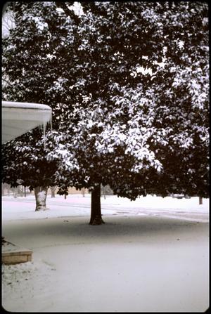 Primary view of object titled '[Magnolia Tree in Residential Area]'.